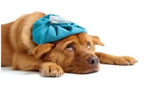 Compassion Fatigue: Less compassion, expanded empathy?